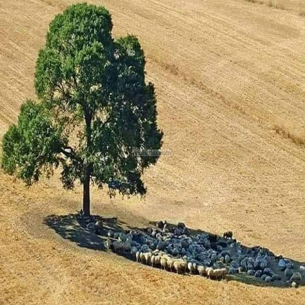 Jedno-drvo.jpg