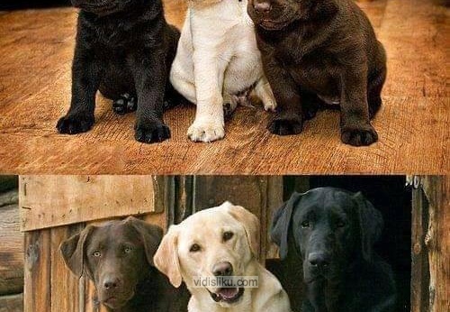 Dogs-friends-forever